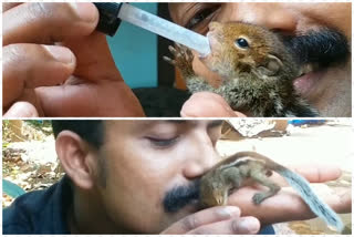 annankunju  Aji becomes the foster father of Squirrel  Squirrel  kasarkode  aji  അണ്ണാന്‍ കുഞ്ഞിന് വളര്‍ത്തച്ഛനായി അജി  അണ്ണാന്‍കുഞ്ഞ്  അജി  കാസര്‍കോട്  കിച്ചു