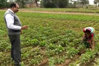jhulsa-caused-in-potato-crop-due-to-fog-in-ramgarh