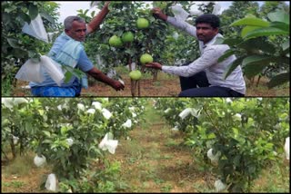 ಚಿನ್ನದ ನಾಡಲ್ಲಿ ಬಂಗಾರದಂತ ಬೆಳೆ