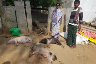 ಹಂದಿಗಳಿಗೆ ವಿಷ