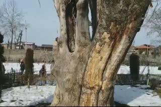 اننت ناگ: بوسیدہ چنار کے درخت وبال جان