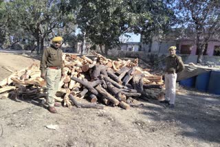 82 quintals of 70 kg of Khair wood caught, चित्तौड़गढ़ में पुलिस की कार्रवाई