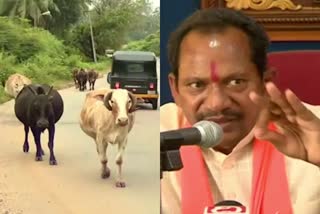 cattle-theft-increased-in-karwar