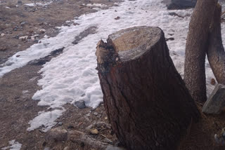 زوجیلا ٹنل کی تعمیر: بغیراجازت 300 سے زائد درختوں کی کٹائی