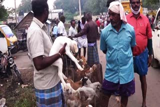 வியாழன் சந்தையில் ரூ.60 லட்சத்துக்கு ஆடுகள் விற்பனை  Goats for sale at Puliyampatti Thursday market for Rs 60 lakh  Puliyampatti Thursday market  Puliyampatti Thursday market Goats sale  Goats Market  புளியம்பட்டி வியாழன் சந்தை  புளியம்பட்டி கால்நடை சந்தை