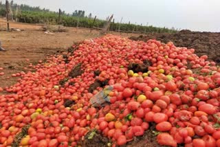 Farmers not getting right price for tomatoes