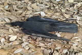 death of birds in Narayanpur