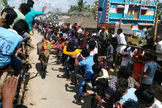 வாணியம்பாடி அருகே எருது விடும் விழா