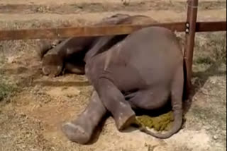 Elephant stranded on a railway bar