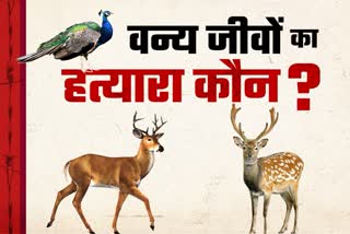 report-on-more-than-two-thousand-five-hundred-protected-wild-animals-die-in-haryana-rajasthan-forest-area-in-five-years