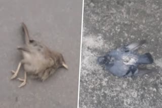 experts told the reason of death of birds due to rising cold