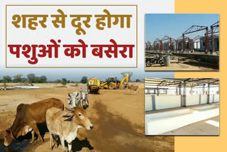 cattle wil be shifted from kota city