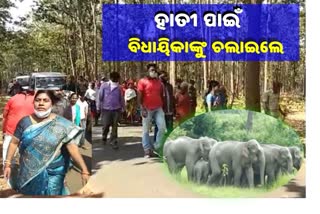 ହାତୀ ଉପଦ୍ରବରେ ଅତିଶୟ ଗ୍ରାମବାସୀ: ବିଧାୟିକାଙ୍କୁ ଚଲାଇ ଚଲାଇ ଦେଖାଇଲେ ଚାଷଜମି