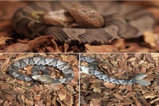 wildlife-traffickers-arrested-with-rare-red-sand-boa-snake-in-ramnagar