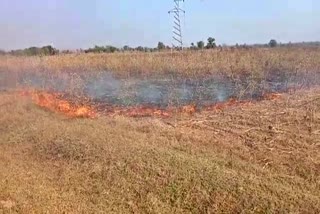 corn crop fire