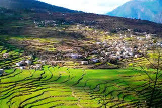 Agricultural land is decreasing year after year in Uttarakhand