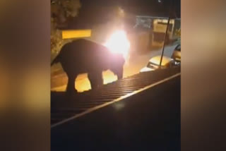 Shocking Footage Shows miscreants setting fire to an elephant  setting fire to an elephant in Masinagudi  ആനയെ തീകൊളുത്തി കൊല്ലുന്ന വീഡിയോ പുറത്ത്