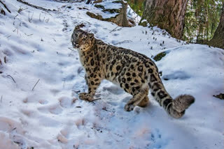 Snow leopard