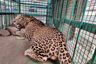 The leopard that fell into the trap
