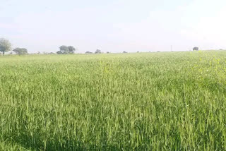 wheat crops