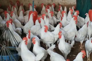 poultry-business-and-chicken-sales-heavy-fall-due-to-bird-flu-in-korba