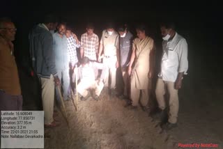 leopard-wandering-at-devarakadra-in-mahabubnagar-district