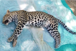 Leopard found dead in Nagbhid chandrapur