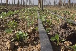 IIM student teaching how to do organic farming in ranchi