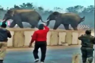 Wild Elephants wandering on National Highway at Khordha