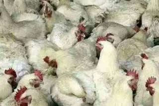 minister sunil kedar said will pay compensation to bird flu victims in the state animal husbandry