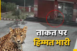 Panther and dog clash in Rajsamand, पैंथर और कुत्ते की लड़ाई सीसीटीवी में कैद