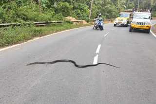 ಕಾಳಿಂಗ ಸರ್ಪ