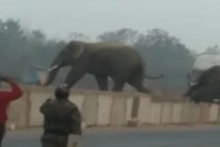 2 Elephants spotted on NH 16 In Khordha