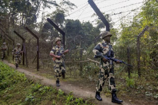 bsf-recover-36-cow-from-india-bangladesh-border-arrest-1-smuggler