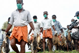 Bird flu: Disbursement of financial aid to farmers on Sunday  Bird flu  Disbursement of financial aid to farmers on Sunday  financial aid to farmers on Sunday  farmers  മന്ത്രി കെ. രാജു  താറാവ്, കോഴി