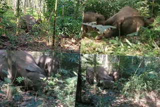 വിതുര കല്ലാറിൽ കാട്ടാനയെ ചരിഞ്ഞ നിലയിൽ കണ്ടെത്തി  കാട്ടാനയെ ചരിഞ്ഞ നിലയിൽ കണ്ടെത്തി  കാട്ടാന ചരിഞ്ഞു  elephant found dead in vithura  elephant found dead  vithura