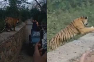 Tiger in Sawai Madhopur