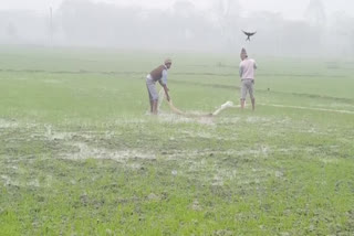 water in field