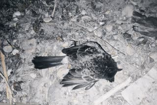 death of birds