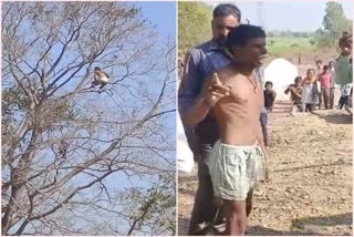 Elderly farmer climbed 80 feet tall tree in sagar