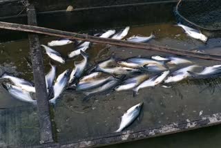 fish farming