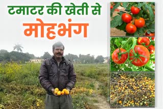 Reduced Tomato Production in Kumaon