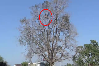 farmer on Tree