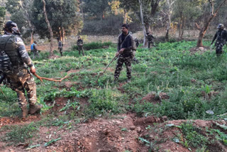 150 acres of poppy crops destroyed by police in khunti