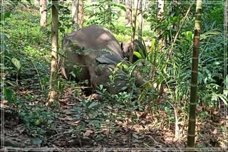 A wild elephant was found dead at Thiruvanathapuram in Kerala