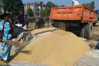 paddy farmers haldwani