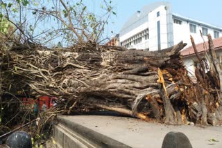 oldest tree fell down