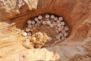 sea turtle eggs