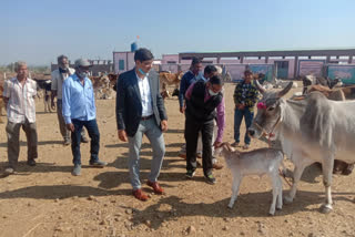 District Panchayat CEO Ashish Sangwan inspected gaushalas