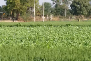 किसान कर रहे अफीम की खेती, Farmers doing opium cultivation